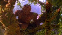 Star Trek Voyager 5. Évad 5. Epizód online sorozat