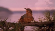 Twin Peaks 2. Évad 20. Epizód online sorozat