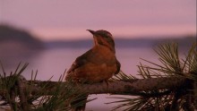 Twin Peaks 2. Évad 12. Epizód online sorozat