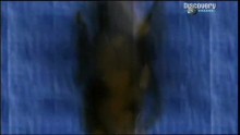 MythBusters 2. Évad 10. Epizód online sorozat
